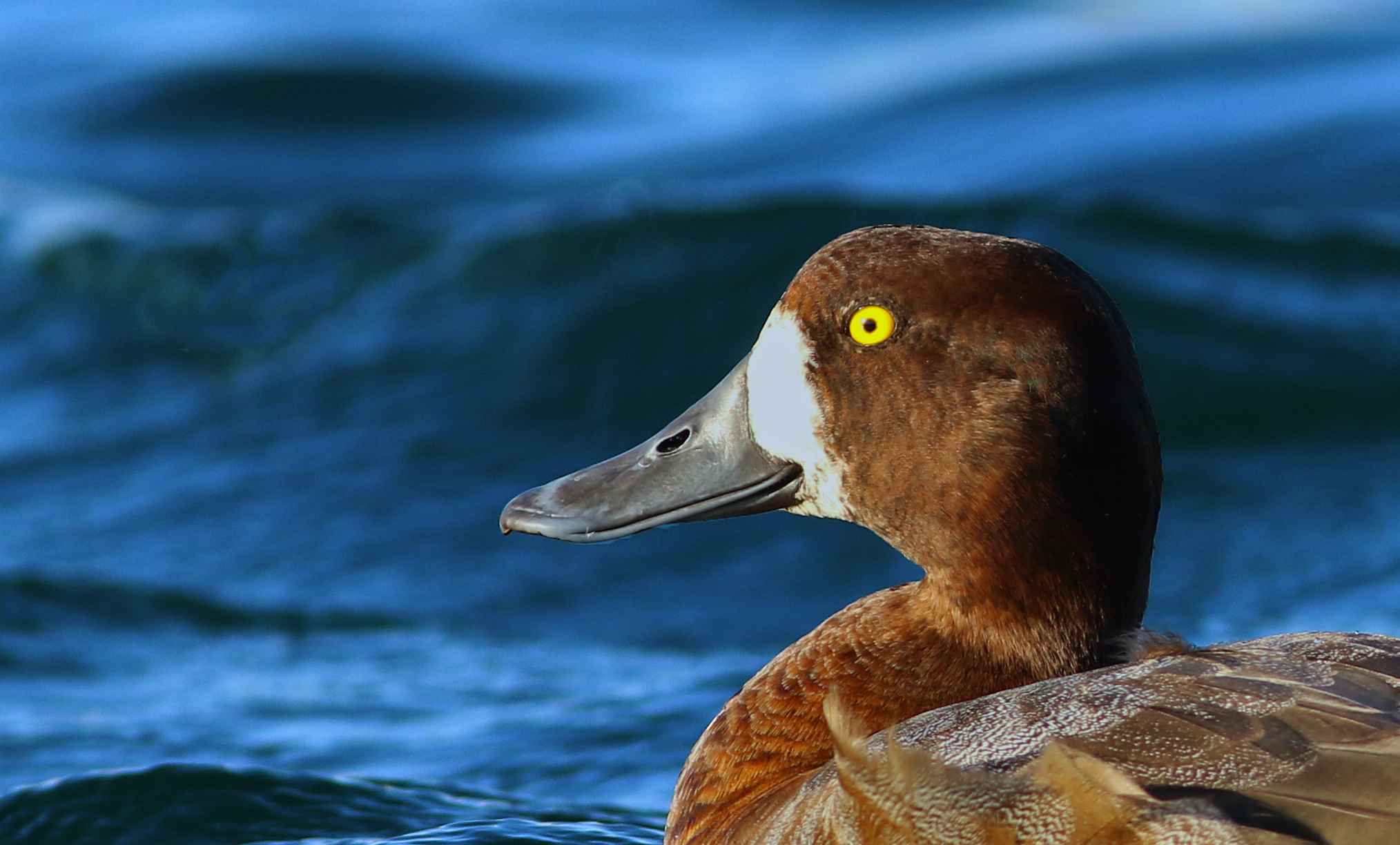 Greater Scaup